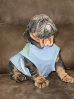 Scooby , a male English Bulldog for sale in Canton, OH – 4 of 4