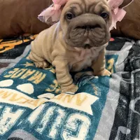 Willow, a female French Bulldog for sale in Canton, OH – Photo 9 of 9