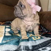 Willow, a female French Bulldog for sale in Canton, OH – Photo 8 of 9