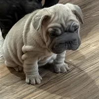 Willow, a female French Bulldog for sale in Canton, OH – Photo 4 of 9