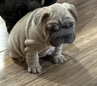 Willow, a female French Bulldog for sale in Canton, OH – Photo 2 of 4