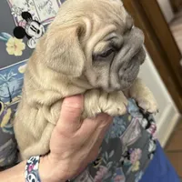 Willow, a female French Bulldog for sale in Canton, OH – Photo 6 of 9