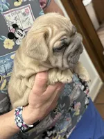 Willow, a female French Bulldog for sale in Canton, OH – Photo 4 of 4