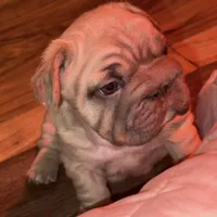 Willow, a female French Bulldog for sale in Canton, OH – Photo 2 of 9