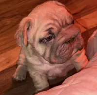 Willow, a female French Bulldog for sale in Canton, OH – Photo 1 of 4