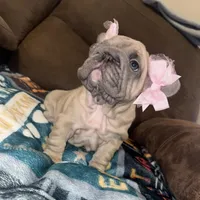 Willow, a female French Bulldog for sale in Canton, OH – Photo 7 of 9