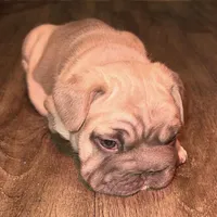 Willow, a female French Bulldog for sale in Canton, OH – Photo 5 of 9