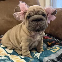 Willow, a female French Bulldog for sale in Canton, OH – Photo 3 of 9