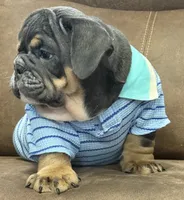 Grandpa, a male English Bulldog for sale in Canton, OH – 2 of 4