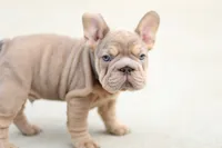 Andre, a male French Bulldog for sale in Canton, OH – 6 of 6