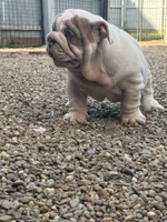 Mya , a female English Bulldog for sale in Canton, OH – 6 of 6