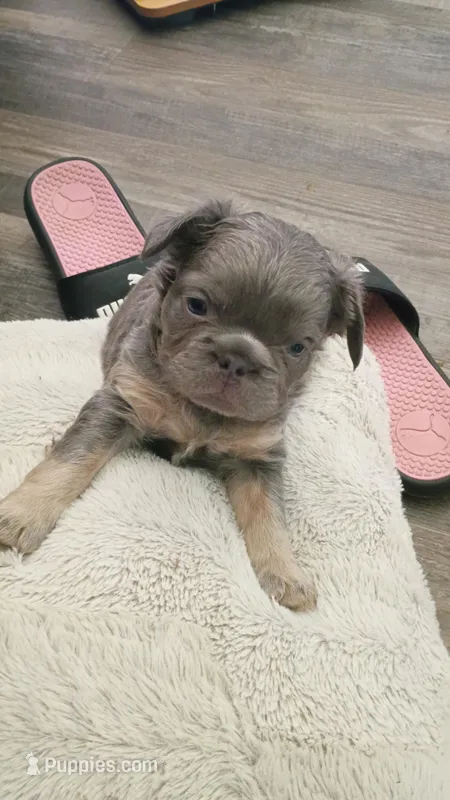 Frankie  – French Bulldog puppy for sale in Canton, OH