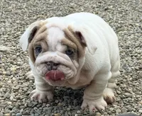 Mya , a female English Bulldog for sale in Canton, OH – 3 of 6