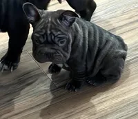 Reese , a female French Bulldog for sale in Canton, OH – Photo 1 of 4