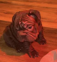 Reese , a female French Bulldog for sale in Canton, OH – Photo 3 of 4