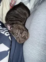 Reese , a female French Bulldog for sale in Canton, OH – Photo 4 of 4