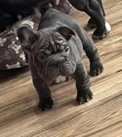 Reese , a female French Bulldog for sale in Canton, OH – Photo 2 of 4