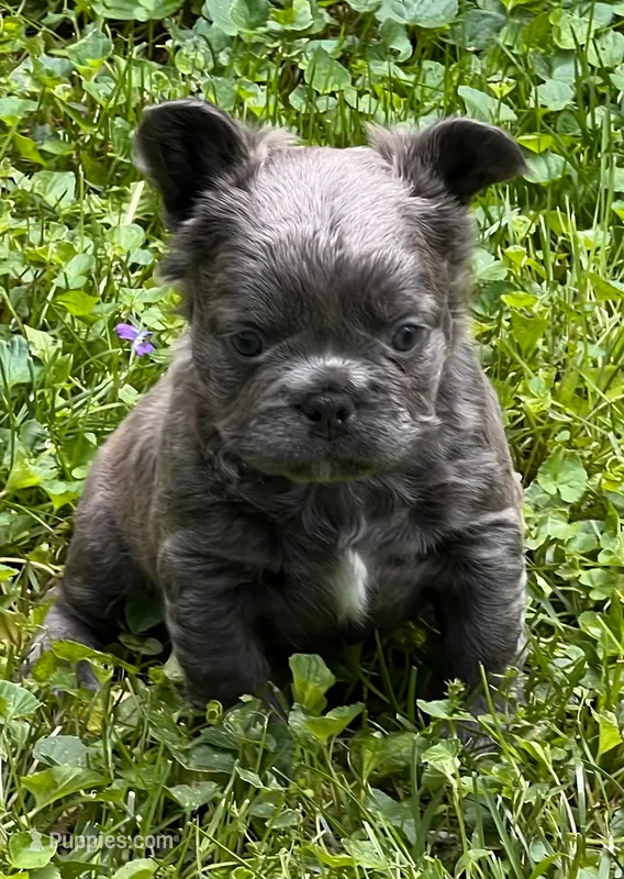 Elvira  – French Bulldog puppy for sale in Canton, OH