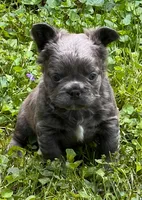 Elvira , a female French Bulldog for sale in Canton, OH – 4 of 6