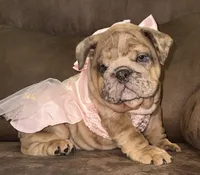 Zelda , a female English Bulldog for sale in Canton, OH – 2 of 4
