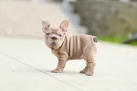 Andre, a male French Bulldog for sale in Canton, OH – 1 of 6