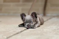 Elvira , a female French Bulldog for sale in Canton, OH – 3 of 6