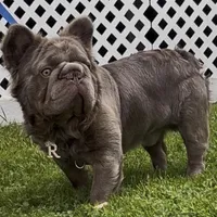 Romeo , a male French Bulldog for sale in Canton, OH – Photo 1 of 2