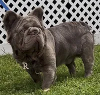Romeo , a male French Bulldog for sale in Canton, OH – Photo 1 of 2