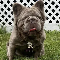 Romeo , a male French Bulldog for sale in Canton, OH – Photo 2 of 2