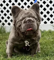 Romeo , a male French Bulldog for sale in Canton, OH – Photo 2 of 2