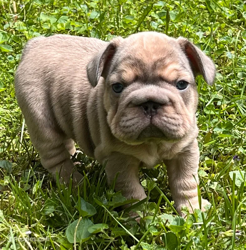 Andre – French Bulldog puppy for sale in Canton, OH