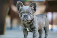 Elvira , a female French Bulldog for sale in Canton, OH – 2 of 6