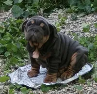 Scooby , a male English Bulldog for sale in Canton, OH – 3 of 4