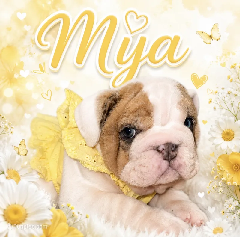 Mya  – English Bulldog puppy for sale in Canton, OH