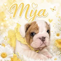 Mya , a female English Bulldog for sale in Canton, OH – 1 of 6
