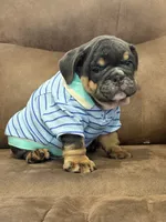 Grandpa, a male English Bulldog for sale in Canton, OH – 4 of 4
