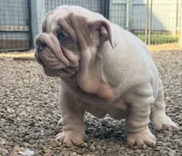 Mya , a female English Bulldog for sale in Canton, OH – 5 of 6