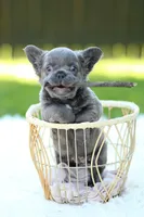 Elvira , a female French Bulldog for sale in Canton, OH – 1 of 6