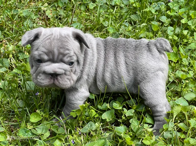 Chloe – French Bulldog puppy for sale in Canton, OH
