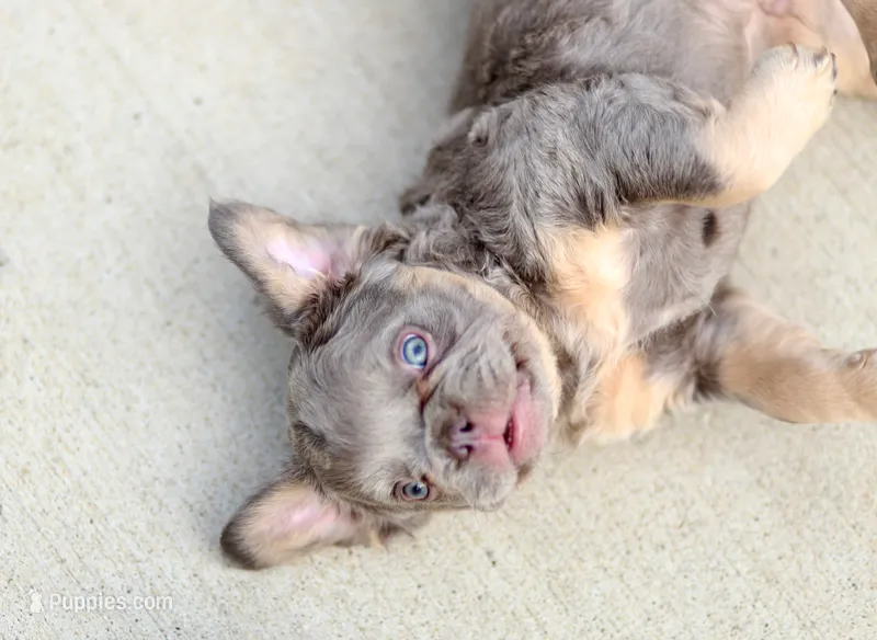Frankie  – French Bulldog puppy for sale in Canton, OH