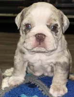 Zeena , a female English Bulldog for sale in Canton, OH – Photo 3 of 5