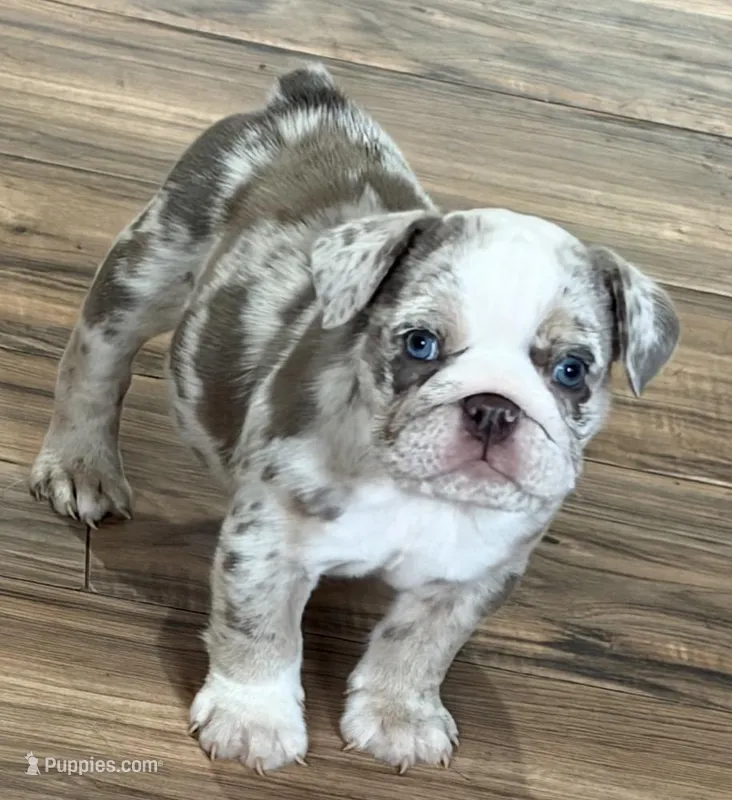 Zeena  – English Bulldog puppy for sale in Canton, OH