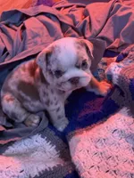 Zeena , a female English Bulldog for sale in Canton, OH – Photo 5 of 5