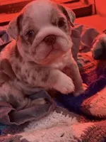 Zeena , a female English Bulldog for sale in Canton, OH – Photo 4 of 5