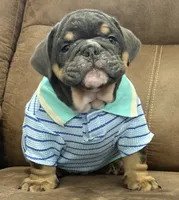 Grandpa, a male English Bulldog for sale in Canton, OH – 3 of 4
