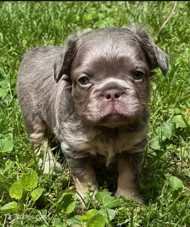 Frankie  – French Bulldog puppy for sale in Canton, OH