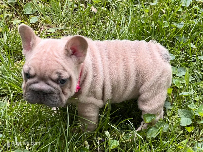 Alexis – French Bulldog puppy for sale in Canton, OH