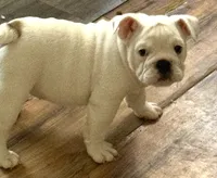 Glo, a female English Bulldog for sale in Canton, OH – Photo 2 of 4