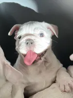 Glo, a female English Bulldog for sale in Canton, OH – Photo 4 of 4