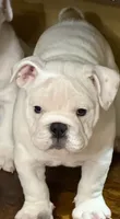 Glo, a female English Bulldog for sale in Canton, OH – Photo 3 of 4